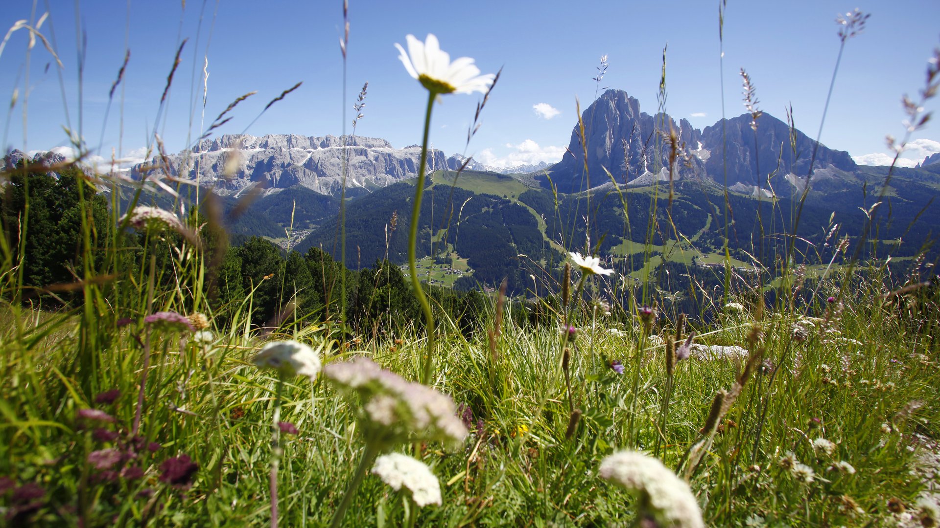 Deine Unterkunft in St. Christina im Grödnertal: Willkommen! Blumenwiese mit Blick auf Berge unter klarem, blauem Himmel