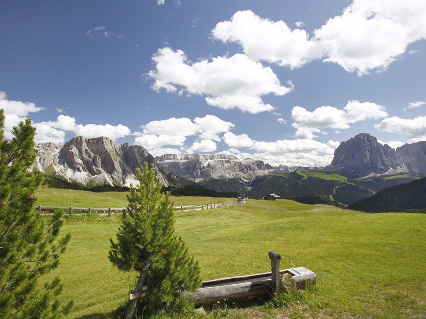 Hotel a Santa Cristina, Val Gardena, con mezza pensione Prato alpino verde con pini e montagne sotto cielo azzurro